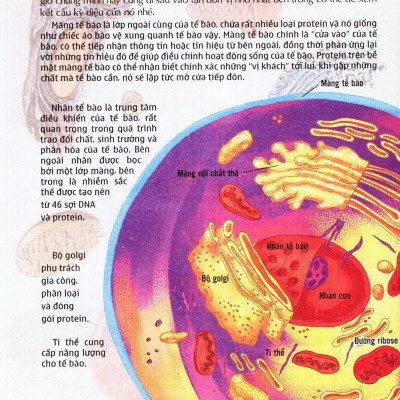 Thế Giới Những Điều Chưa Biết (Tập 5) - Cơ Thể Người