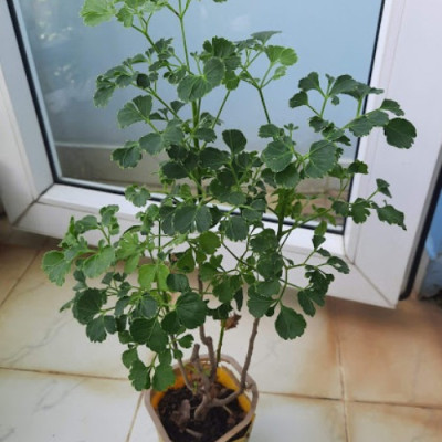 Cây đinh lăng lá tròn