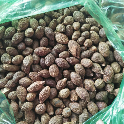 Đặc Sản Kon Tum - Hột đười ươi đều trái nở nhiều - OCOP 3 Sao