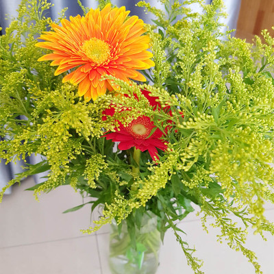 Combo 50 gói Nước cắm hoa lâu tàn dạng bột 5gr của Israel giúp hoa Hoàng Anh và hoa khác tươi lâu và hạn thay nước cho hoa