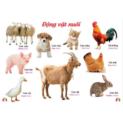 Sách - Combo 2 cuốn Từ Điển Tranh ( Động vật - b135 + Rau củ hoa quả - b65) Song ngữ Anh Việt - ndbooks