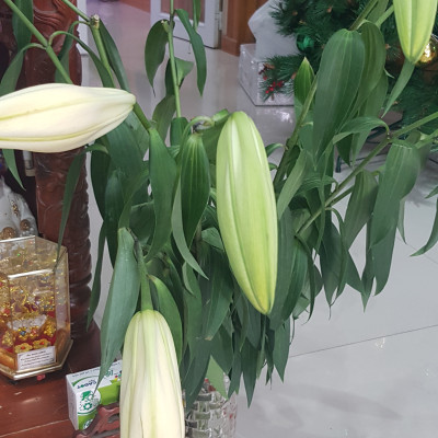  (COMBO 30 GÓI) GÓI DƯỠNG HOA TƯƠI LONGLIFE CỦA ISRAEL GIỮ HOA TƯƠI LÂU GẤP 2 LẦN VÀ 14 NGÀY KHÔNG THAY NƯỚC MỚI