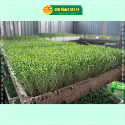 Hạt Giống Rau Mầm Cải Ngọt - Hạt nhập khẩu New Zealand, nảy mầm đều, mau thu hoạch - HẠT GIỐNG SEN VÀNG