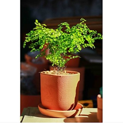 Chậu Gốm Đất Nung Kiểu TRỨNG DA RẮN size 15cm