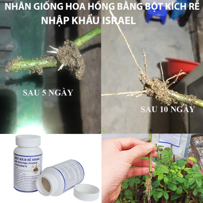 Tự Giâm Chiết Hoa Hồng tại nhà bằng Bột Kích rễ có trị nấm bệnh nhập khẩu Israel ( Hủ 100gr) dành cho cây thân gỗ hiệu quả và sát khuẩn vết cắt
