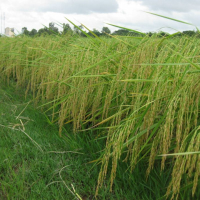 Gạo Ông Thọ ST25 túi 2kg hút chân không - Gạo ngon nhất thế giới năm 2019 tại MANILA