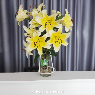 Chăm sóc hoa lâu tàn bằng bột dưỡng cho hoa cắt cành nhập khẩu Israel (Set 50 gói) giữ hoa lâu tàn gấp 2 lần bình thường và 14 ngày không thay nước mới