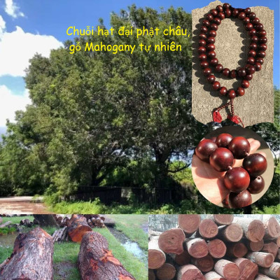 Tràng hạt Đại Phật châu, gỗ Mahogany Ấn độ, món quà vô cùng ý nghĩa cho các Phật tử.