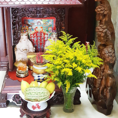 Combo 50 gói Nước cắm hoa lâu tàn dạng bột 5gr của Israel giúp hoa Hoàng Anh và hoa khác tươi lâu và hạn thay nước cho hoa