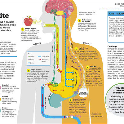 How Food Works: The Facts Visually Explained (How Things Work)