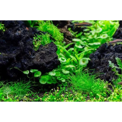 Đá Nham Thạch (4kg) vật liệu lọc, trang trí bể cá