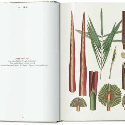 Artbook - Sách Tiếng Anh - Martius. The Book of Palms. 40th Ed.