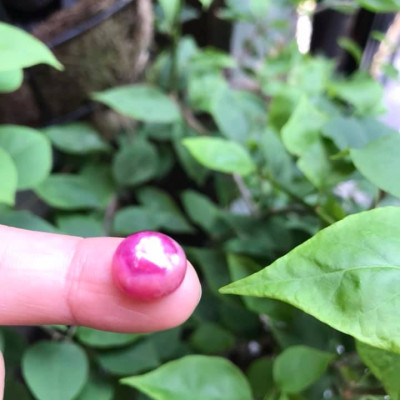 VIÊN ĐÁ RUBBY HỒNG TRÒN ĐẸP NHƯ BÔNG HOA PHÍA TRÊN VIÊN ĐÁ TRÒN DẦY ĐẸP LẮM LUÔN LÀM MẶT NHẪN DÂY CHUYỀN Size DÀI 12mm X NGANG 11mm x DẦY 7mm
