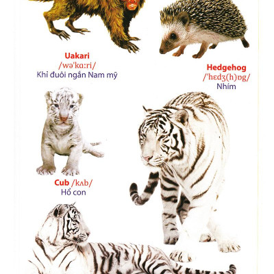 Từ Điển Anh - Việt Bằng Hình: Động Vật (Dành Cho Trẻ Từ 2 - 6 Tuổi)