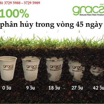 Combo 50 cái Đĩa giấy tròn 3 ngăn bã mía Thái Lan 25cm - thương hiệu Gracz