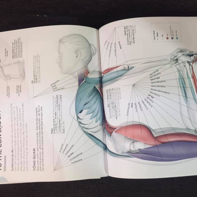 KHOA HỌC VỀ YOGA (Bìa cứng)