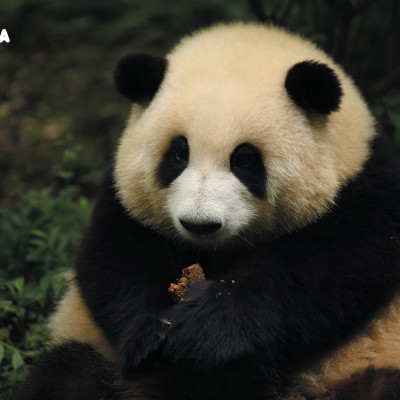 [Sách Ảnh] Gấu Trúc Hoa Hoa - Panda HuaHua - Amakbooks