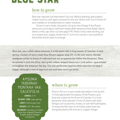 Best Perennials for Sun and Shade (Home Grown Gardening)