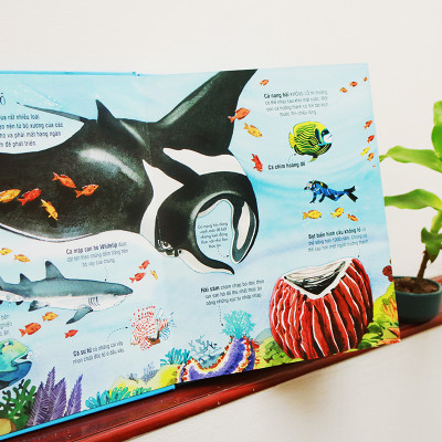 Big Book Of Sea Creatures – Cuốn Sách Khổng Lồ Về Các Loài Động Vật Biển