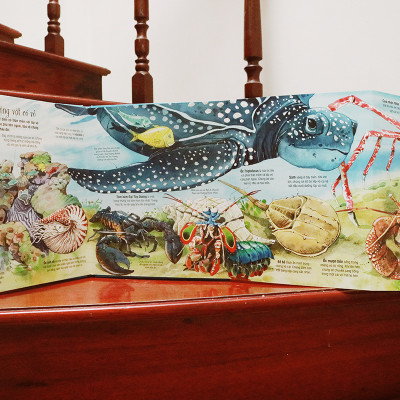 Big Book Of Sea Creatures – Cuốn Sách Khổng Lồ Về Các Loài Động Vật Biển