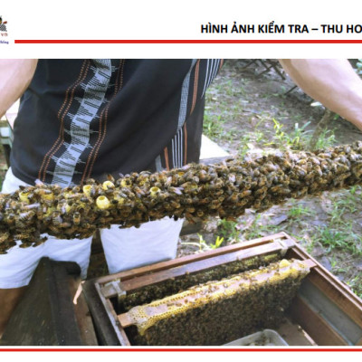 Mật ong 5 sạch Honeyboy 1KG