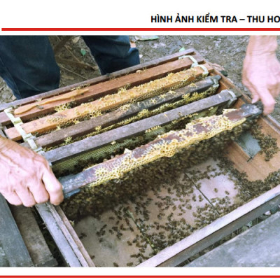 Bộ 2 Mật Ong Thiên Nhiên 5 Sạch Honeyboy 1kg