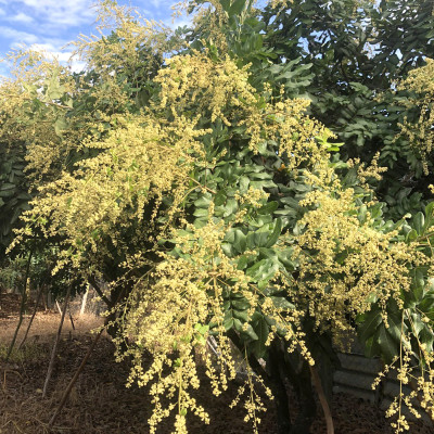 Mật Ong Hoa Nhãn Nguyên Chất 1000ml, món quà giá trị từ thiên nhiên, 