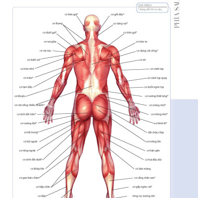 70 Bài Tập Cải Thiện Vóc Dáng Tăng Sự Dẻo Dai (Bản in màu)