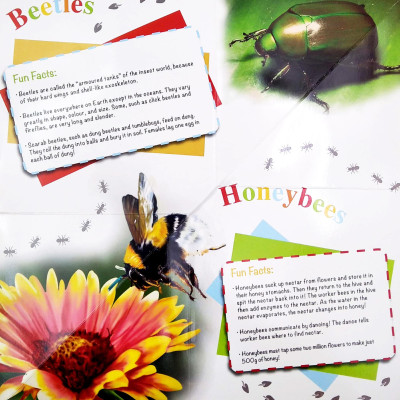 Wonder Of Learning - My Fold-Out Book Of Bugs