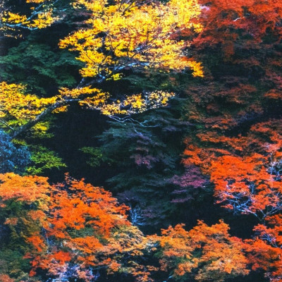 Shinrin Yoku - Nghệ Thuật Tắm Rừng Của Người Nhật