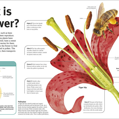 Trees, Leaves, Flowers And Seeds: A Visual Encyclopedia Of The Plant Kingdom