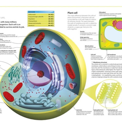 Help Your Kids with Science