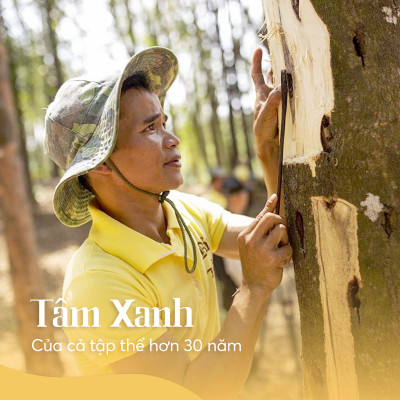 Nhang Trầm Cao Cấp – Hộp Vàng | Bảo Trầm – Nhang Thơm Thanh Tịnh – Sạch – Tự Nhiên