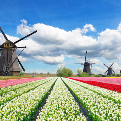 Bộ tranh xếp hình cao cấp 1000 mảnh ghép – Vườn Hoa Tulip (50x79cm)