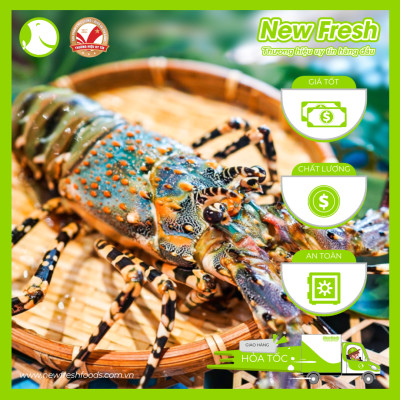 [GIAO NHANH HCM] Tôm Hùm Bông Đông Lạnh - 1 Con 1Kg