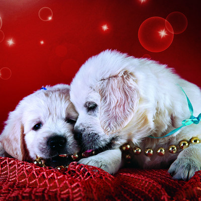 Tranh xếp Hình Tia Sáng Nương Tựa (247 Mảnh Ghép)