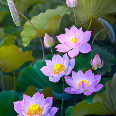 Tinh Khôi - Bộ Tranh Ghép Hình Minh Châu 1500 Mảnh Kích Thước 60x80cm