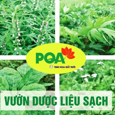 Viên nang Hoàng Kỳ PQA Hỗ trợ tăng cường tiêu hóa, tăng cường sức khỏe, giảm mệt mỏi