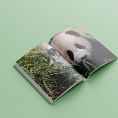 Sách Nhật Ký Hạnh Phúc Của Công Chúa Fubao - Bản Quyền