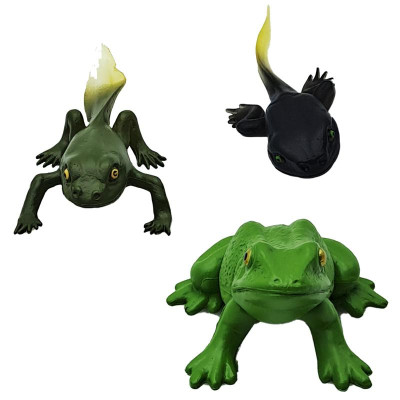 Đồ Chơi Mô Hình Vòng Đời Tự Nhiên - Ếch Lớn Lên Như Thế Nào? - Firstar DK81256