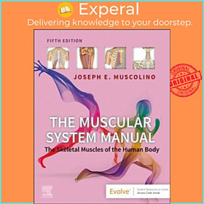 Sách - The Muscular System Manual - The Skeletal Muscles of the Human Bod by Joseph E. Muscolino (UK edition, paperback)