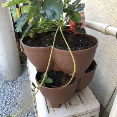 Bộ dụng cụ làm vườn Yamada mini - Nhập khẩu trực tiếp từ Nhật Bản