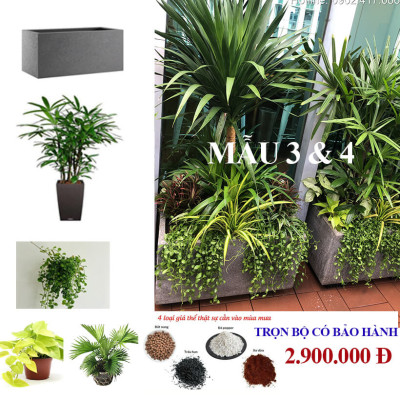Chậu Đá Mài Cây Xanh Ban Công (Combo trọn gói) size lớn gồm Chậu, cây xanh, đất trồng và phân bón với thời gian bảo hành 2 tháng
