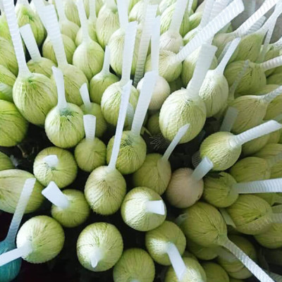 10 chai Nhuộm Hoa tươi dạng nước (Chai 1L x 10 Màu) Công Nghệ Israel giúp hoa nhuộm đổi màu theo ý muốn nhuộm trên 250 cành hoa x 1 chai