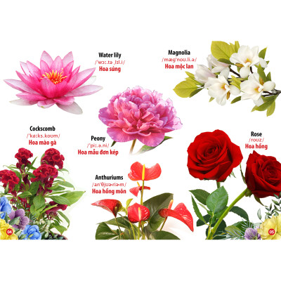 Trọn Bộ Từ Điển - Thư Viện Hình Ảnh Song Ngữ Đầu Tiên Của Bé ( Lẻ tự Chọn - Đa Dạng Chủ Đề) Côn Trùng Và bò sát, Hoa - Rau củ - Quả, Loài chim, Thế Giới Khủng Long , Phương Tiện Giao Thông, Thế Giới Động Vật, Chữ Cái Và Số Đếm,