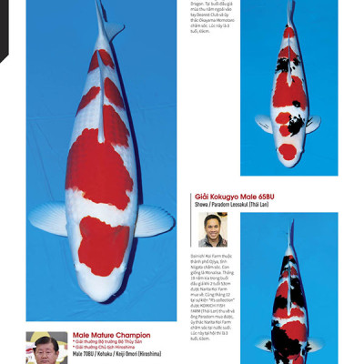 Cá Koi Vietnam - Tập 1