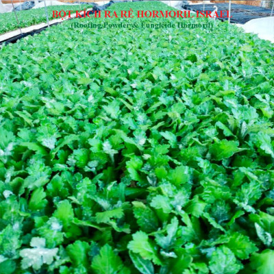 Nhập Khẩu Bột Kích Ra Rễ Israel cho cây thân Thảo, thân Mềm Hormoril 3 và bột kích ra rễ Hormoril T3 (with Fungicide)  có thành phần ngăn ngừa nấm bệnh cho rễ con 