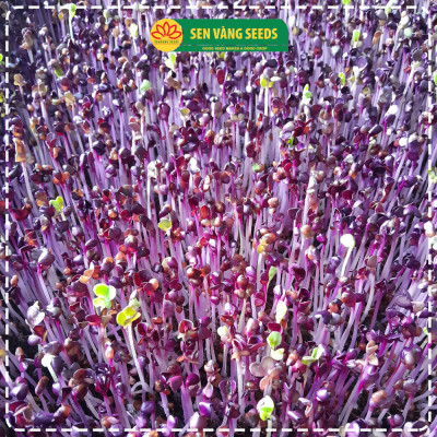 Hạt Giống Rau Mầm Malady - Nhập khẩu Ý, nảy mầm >95%, siêu dinh dưỡng, chuẩn màu tím đậm, dễ trồng - HẠT GIỐNG SEN VÀNG