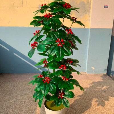 Cây kim ngân lượng giả - Size từ 70cm đến 160cm - Cây giả, hoa lụa Decor trang trí nhà cửa