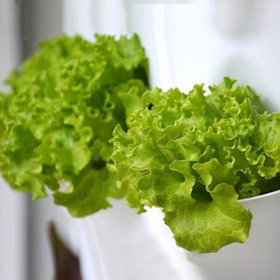 CHẬU MODULE TRỒNG RAU BAN CÔNG NHẬP KHẨU BỒ ĐÀO NHA (1 BỘ gồm 1 Module + Nắp đậy + 6 nút khóa)